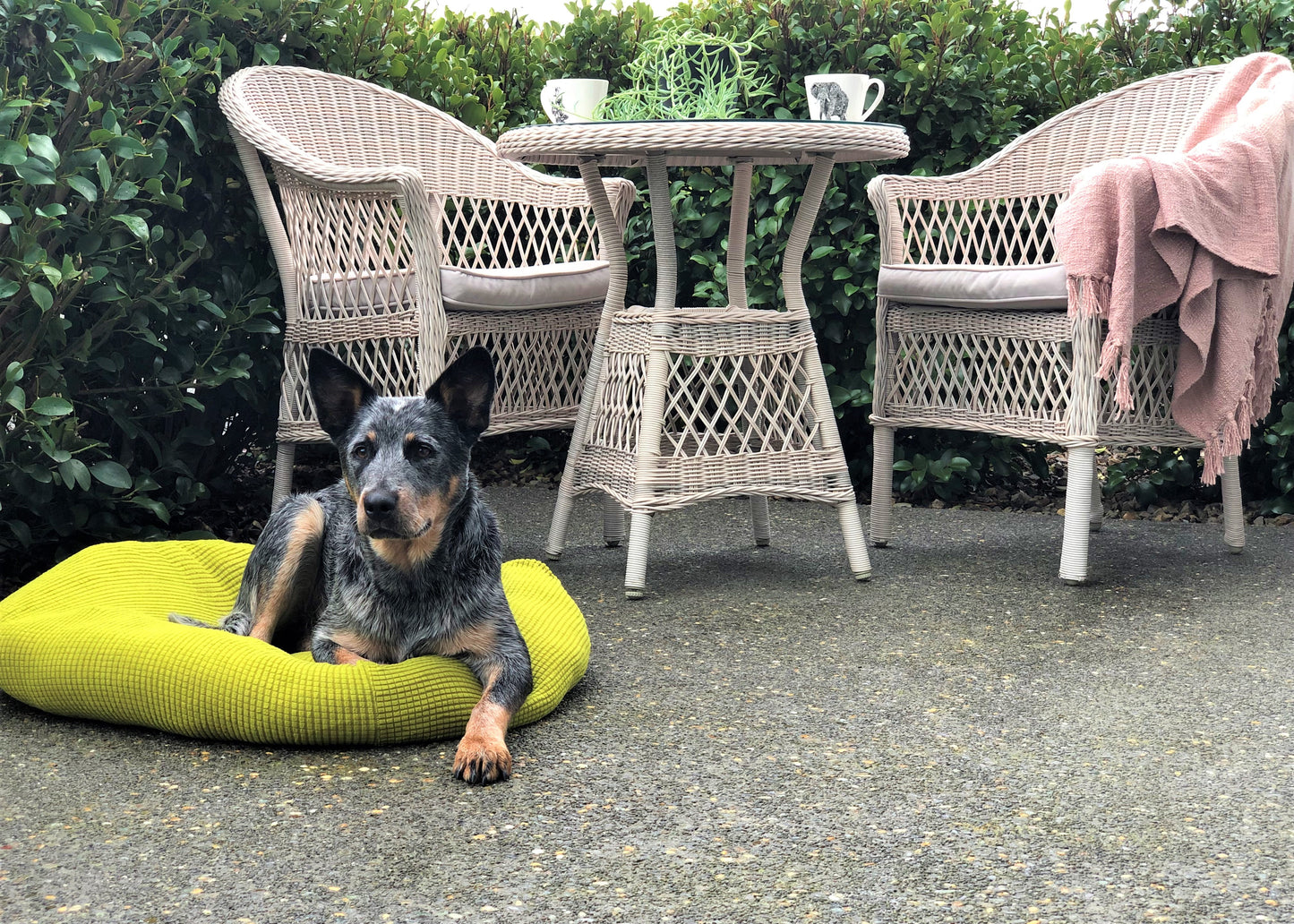 Medium pet bed cover