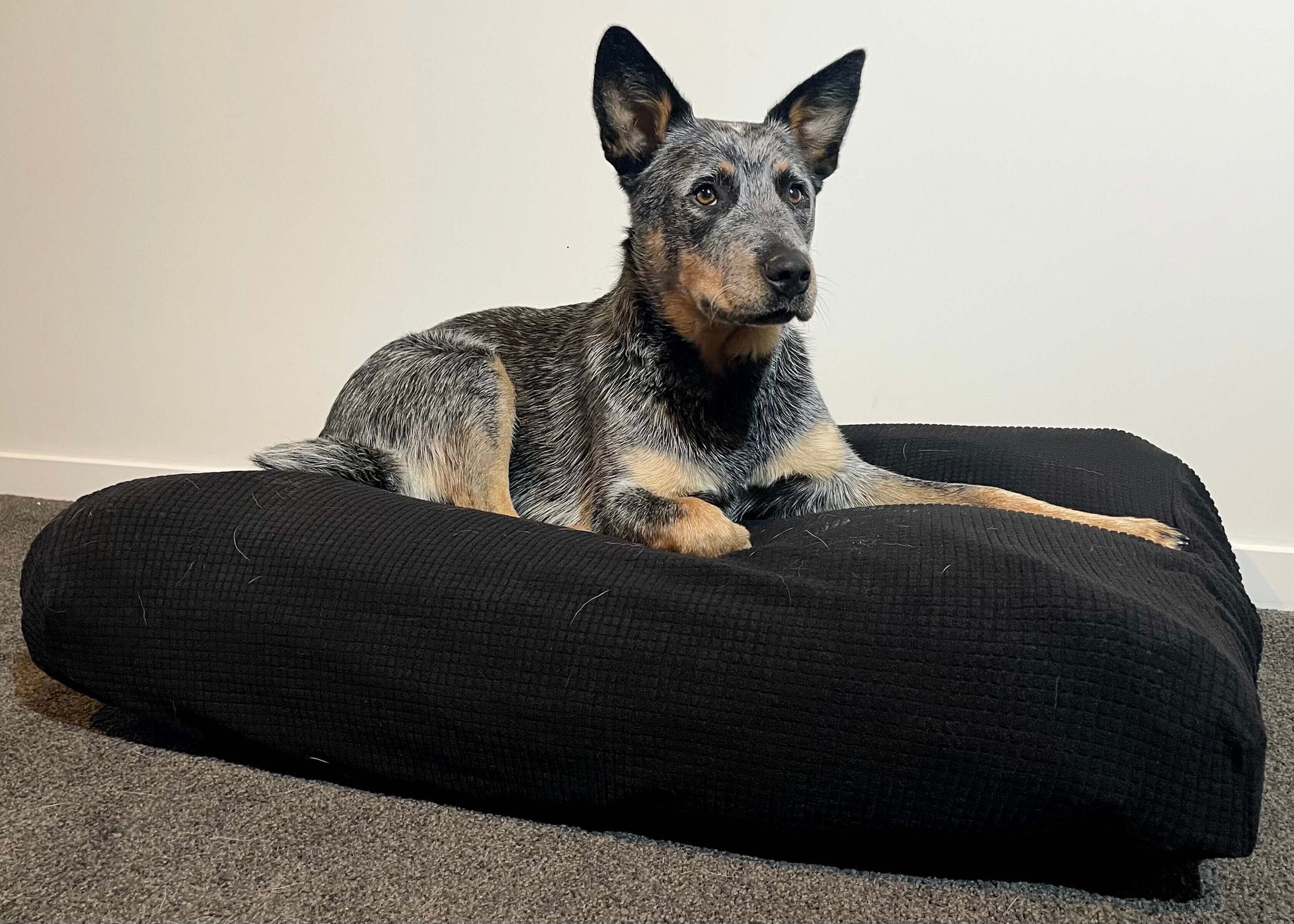 Extra large pet bed covers with a dog resting comfortably on a black pet bed.