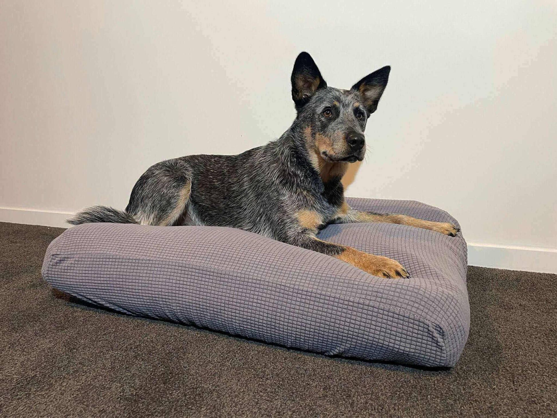 A dog resting comfortably on an extra large pet bed cover, showcasing its softness and comfort.