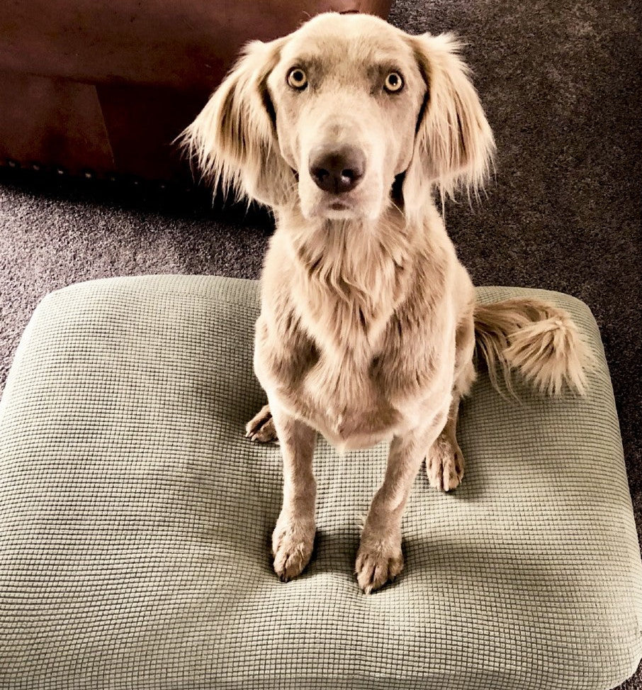 Medium pet bed cover